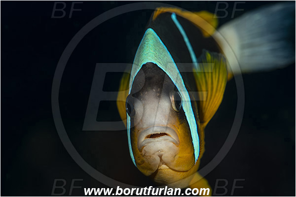 Ponta do Ouro, Mozambique, Indian ocean, Amphiprion allardi, Amphiprion, Pomacentridae, Allard