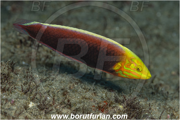 Ponta do Ouro, Mozambique, Indian ocean, Halichoeres iridis, Halichoeres, Labridae, Radiant Wrasse, Wrasse, Fish