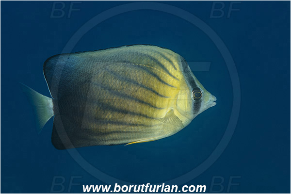 Ponta do Ouro, Mozambique, Indian ocean, Chaetodon blackburnii, Chaetodon, Chaetodontidae, Balckburnie Butterflyfish, Chocolate Butterflyfish, Butterflyfish, Fish