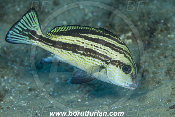 Ponta do Ouro, Mozambique, Indian ocean, Diagramma pictum, Diagramma, Haemulidae, Painted sweetlips, Sweetlips, Fish, Juvenile