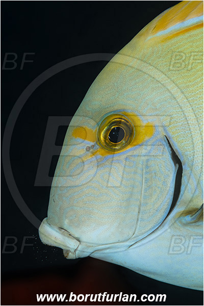 Ponta do Ouro, Mozambique, Indian ocean, Acanthurus xanthopterus, Acanthurus, Acanthuridae, Yellowfin Surgeonfish, Surgeonfish, Fish, Portrait