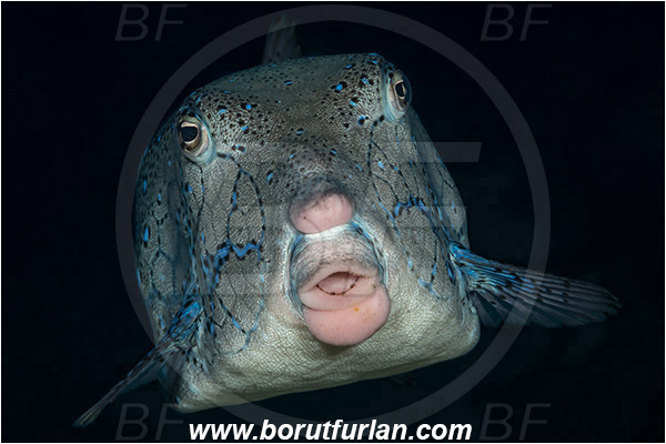 Ponta do Ouro, Mozambique, Indian ocean, Ostracion cubicus, Ostracion, Ostraciidae, Yellow Boxfish, Boxfish, Fish, Portrait