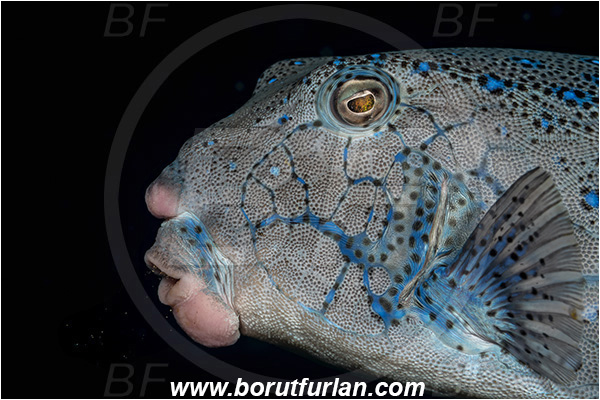 Ponta do Ouro, Mozambique, Indian ocean, Ostracion cubicus, Ostracion, Ostraciidae, Yellow Boxfish, Boxfish, Fish, Portrait