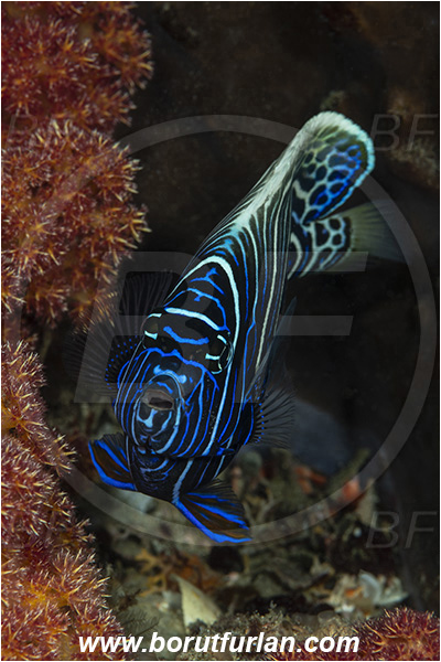 Ponta do Ouro, Mozambique, Indian ocean, Pomacanthus imperator, Pomacanthus, Pomacanthidae, Emperor Angelfish, Angelfish, Fish, Juvenile, Portrait