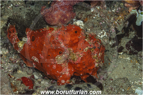 Ponta do Ouro, Mozambique, Indian ocean, Antennarius pictus, Antennarius, Antennariidae, Painted frogfish, Frogfish, Fish