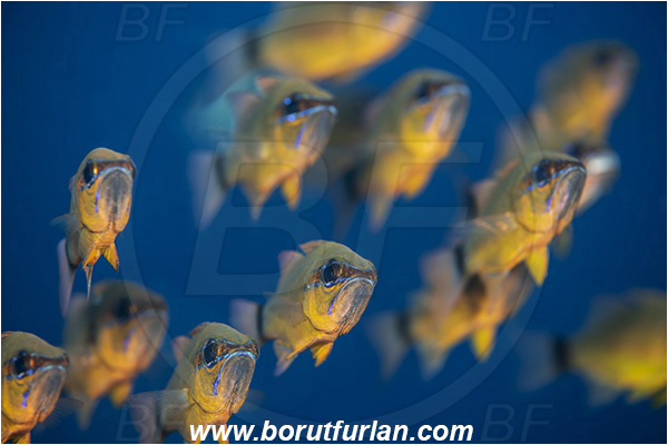 Ponta do Ouro, Mozambique, Indian ocean, Ostorhinchus fleurieu, Ostorhinchus, Apogonidae, Flower cardinalfish, Cardinalfish, Fish, Fish school