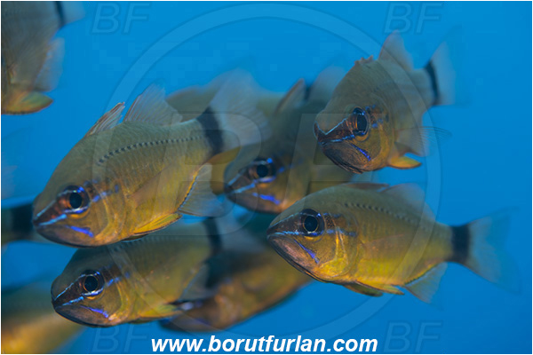 Ponta do Ouro, Mozambique, Indian ocean, Ostorhinchus fleurieu, Ostorhinchus, Apogonidae, Flower cardinalfish, Cardinalfish, Fish, Fish school