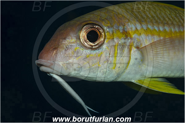 Ponta do Ouro, Mozambique, Indian ocean, Mulloidichthys vanicolensis, Mulloidichthys, Mullidae, Yellowfin Goatfish, Goatfish, Fish, Portrait