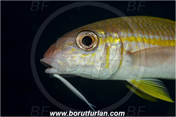 Ponta do Ouro, Mozambique, Indian ocean, Mulloidichthys vanicolensis, Mulloidichthys, Mullidae, Yellowfin Goatfish, Goatfish, Fish, Portrait