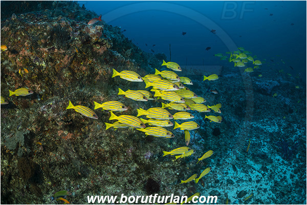 Ponta do Ouro, Mozambique, Indian ocean, Lutjanus kasmira, Lutjanus, Lutjanidae, Bluestripe snapper, Snapper, Fish, Fish school, Reef