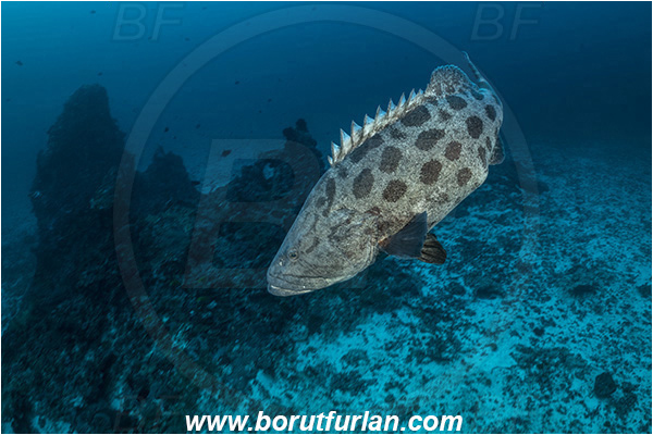 Ponta do Ouro, Mozambique, Indian ocean, Epinephelus tukula, Epinephelus, Serranidae, Potato grouper, Grouper, Fish, Reef