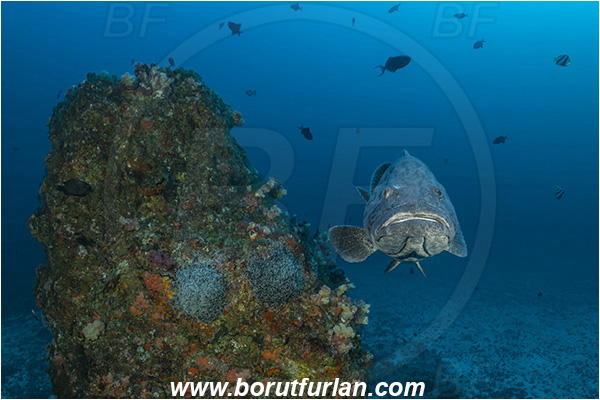 Ponta do Ouro, Mozambique, Indian ocean, Epinephelus tukula, Epinephelus, Serranidae, Potato grouper, Grouper, Fish, Reef