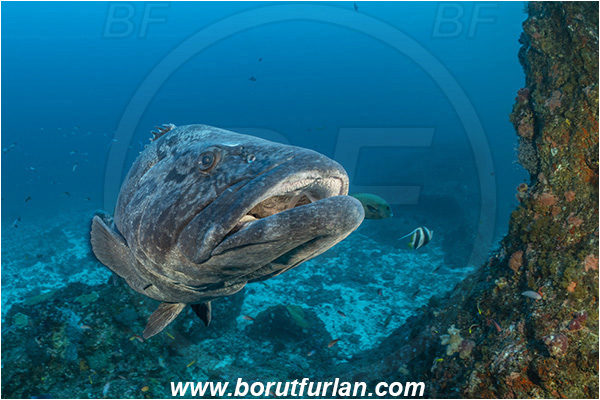 Ponta do Ouro, Mozambique, Indian ocean, Epinephelus tukula, Epinephelus, Serranidae, Potato grouper, Grouper, Fish, Reef, Portrait