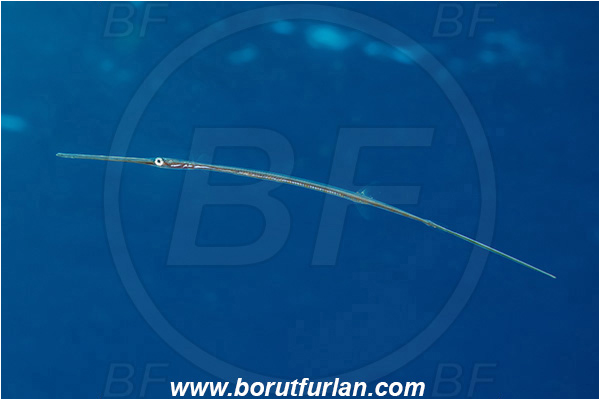 Ponta do Ouro, Mozambique, Indian ocean, Fistularia commersonii, Fistularia, Fistulariidae, Bluespotted cornetfish, Cornetfish, Fish, Juvenile