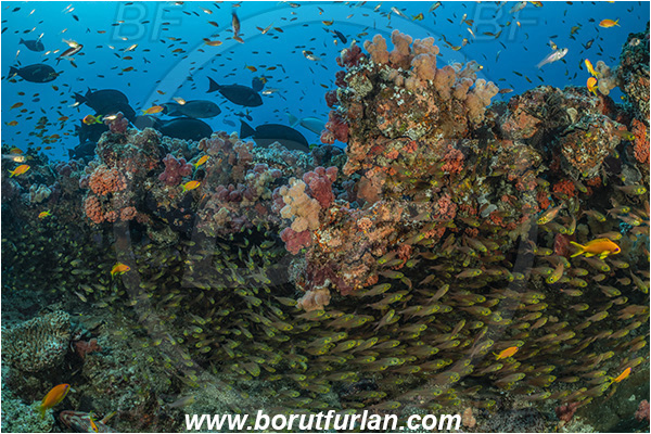 Ponta do Ouro, Mozambique, Indian ocean, Parapriacanthus ransonneti, Parapriacanthus, Pempheridae, Glassfish, Glassy sweeper, Sweeper, Fish, Fish school, Reef