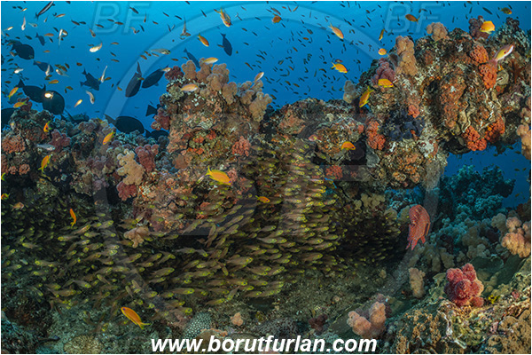 Ponta do Ouro, Mozambique, Indian ocean, Parapriacanthus ransonneti, Parapriacanthus, Pempheridae, Glassfish, Glassy sweeper, Sweeper, Fish, Fish school, Reef