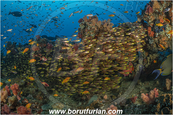 Ponta do Ouro, Mozambique, Indian ocean, Parapriacanthus ransonneti, Parapriacanthus, Pempheridae, Glassfish, Glassy sweeper, Sweeper, Fish, Fish school, Reef