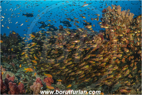 Ponta do Ouro, Mozambique, Indian ocean, Parapriacanthus ransonneti, Parapriacanthus, Pempheridae, Glassfish, Glassy sweeper, Sweeper, Fish, Fish school, Reef