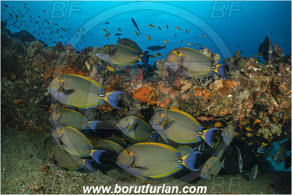 Ponta do Ouro, Mozambique, Indian ocean, Acanthurus xanthopterus, Acanthurus, Acanthuridae, Yellowfin Surgeonfish, Surgeonfish, Fish, Fish school, Reef