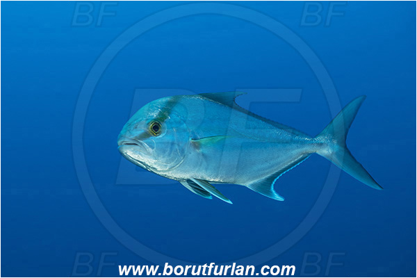 Ponta do Ouro, Mozambique, Indian ocean, Seriola rivoliana, Seriola, Carangidae, Longfin yellowtail, Highfin Amberjack, Almaco jack, Jack, Fish