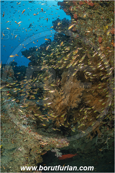 Ponta do Ouro, Mozambique, Indian ocean, Parapriacanthus ransonneti, Parapriacanthus, Pempheridae, Glassfish, Glassy sweeper, Sweeper, Fish, Fish school, Reef