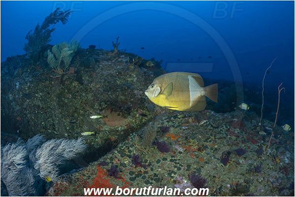 Ponta do Ouro, Mozambique, Indian ocean, Reef, Pomacanthus rhomboides, Pomacanthus, Pomacanthidae, Old woman angelfish, Angelfish, Fish