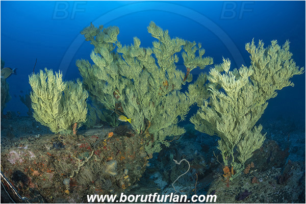Ponta do Ouro, Mozambique, Indian ocean, Antipathes sp., Antipathes, Antipathidae, Black coral, Coral, Anthozoa, Cnidaria, Cnidarian, Reef