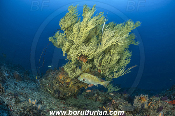 Ponta do Ouro, Mozambique, Indian ocean, Antipathes sp., Antipathes, Antipathidae, Black coral, Coral, Anthozoa, Cnidaria, Cnidarian, Plectorhinchus flavomaculatus, Plectorhinchus, Haemulidae, Goldspotted sweetlips, Sweetlips, Fish, Reef