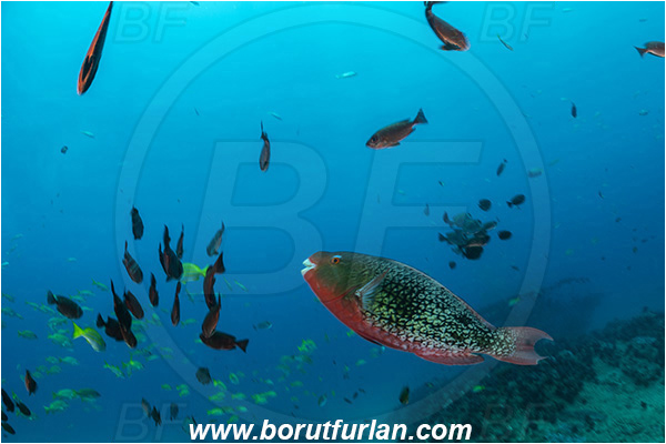 Ponta do Ouro, Mozambique, Indian ocean, Scarus rubroviolaceus, Scarus, Scaridae, Redlip parrotfish, Ember parrotfish, Parrotfish, Fish, Fish school
