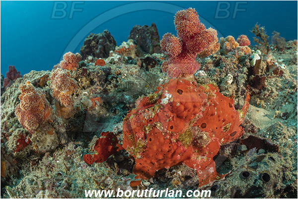 Ponta do Ouro, Mozambique, Indian ocean, Antennarius pictus, Antennarius, Antennariidae, Painted frogfish, Frogfish, Fish, Reef