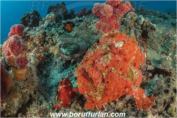 Ponta do Ouro, Mozambique, Indian ocean, Antennarius pictus, Antennarius, Antennariidae, Painted frogfish, Frogfish, Fish, Reef