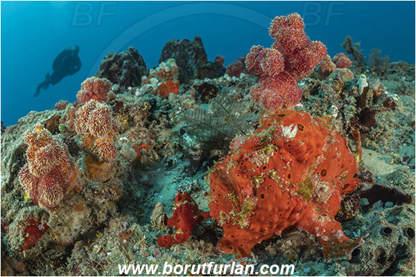 Ponta do Ouro, Mozambique, Indian ocean, Antennarius pictus, Antennarius, Antennariidae, Painted frogfish, Frogfish, Fish, Reef, Diver