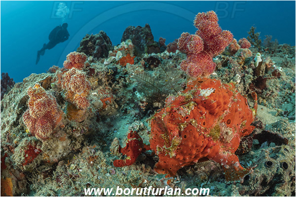 Ponta do Ouro, Mozambique, Indian ocean, Antennarius pictus, Antennarius, Antennariidae, Painted frogfish, Frogfish, Fish, Reef, Diver