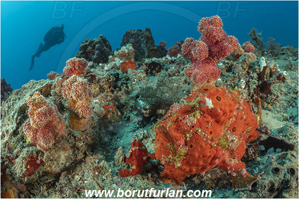 Ponta do Ouro, Mozambique, Indian ocean, Antennarius pictus, Antennarius, Antennariidae, Painted frogfish, Frogfish, Fish, Reef, Diver