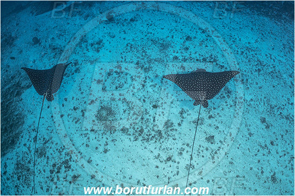Mozambique, Ponta do Ouro, Indian ocean, Aetobatus ocellatus, Aetobatus, Myliobatidae, Elasmobranchii, Ocellated eagle ray, Eagle ray, Fish, Reef, Sand