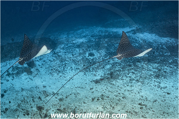 Mozambique, Ponta do Ouro, Indian ocean, Aetobatus ocellatus, Aetobatus, Myliobatidae, Elasmobranchii, Ocellated eagle ray, Eagle ray, Fish, Reef, Sand