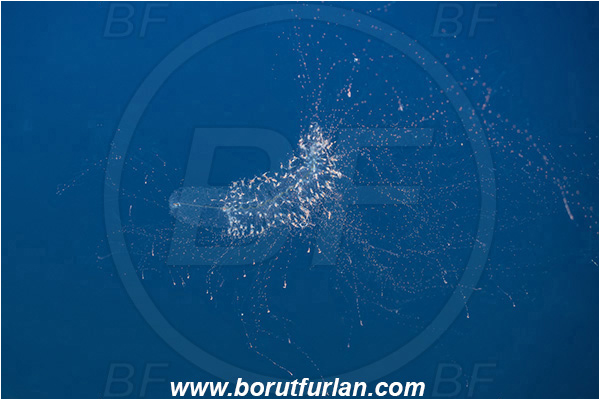 Ponta do Ouro, Mozambique, Indian ocean, Siphonophorae, Hydrozoa, Cnidaria, Cnidarian, Siphonophore, Plankton, Unidentified