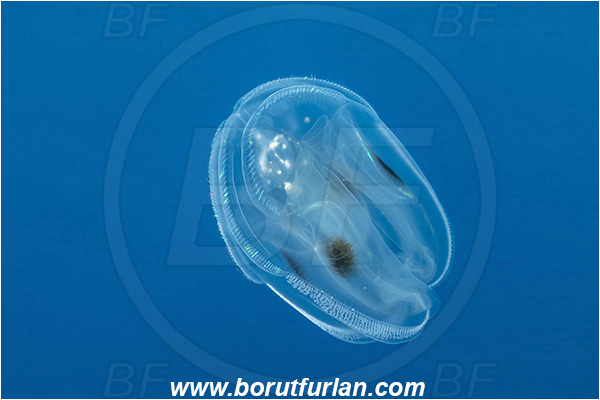 Ponta do Ouro, Mozambique, Indian ocean, Ctenophora, Lobed Comb Jelly, Plankton, Unidentified
