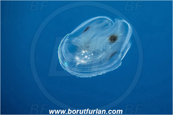 Ponta do Ouro, Mozambique, Indian ocean, Ctenophora, Lobed Comb Jelly, Plankton, Unidentified