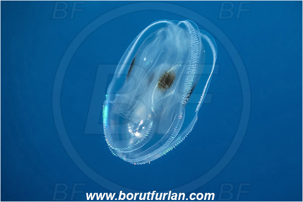Ponta do Ouro, Mozambique, Indian ocean, Ctenophora, Lobed Comb Jelly, Plankton, Unidentified