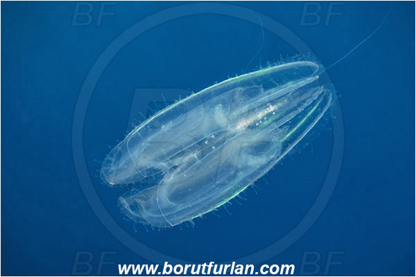 Ponta do Ouro, Mozambique, Indian ocean, Ctenophora, Lobed Comb Jelly, Plankton, Unidentified