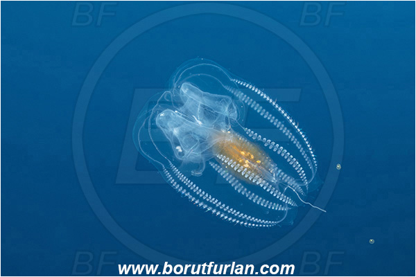 Ponta do Ouro, Mozambique, Indian ocean, Ctenophora, Lobed Comb Jelly, Plankton, Unidentified