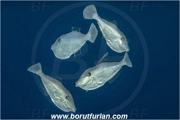 Ponta do Ouro, Mozambique, Indian ocean, Aluterus monoceros, Aluterus, Monacanthidae, Unicorn leatherjacket, Unicorn filefish, Filefish, Fish, Fish school, Juvenile