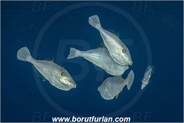Ponta do Ouro, Mozambique, Indian ocean, Aluterus monoceros, Aluterus, Monacanthidae, Unicorn leatherjacket, Unicorn filefish, Filefish, Fish, Fish school, Juvenile
