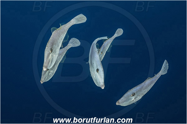 Ponta do Ouro, Mozambique, Indian ocean, Aluterus monoceros, Aluterus, Monacanthidae, Unicorn leatherjacket, Unicorn filefish, Filefish, Fish, Fish school, Juvenile