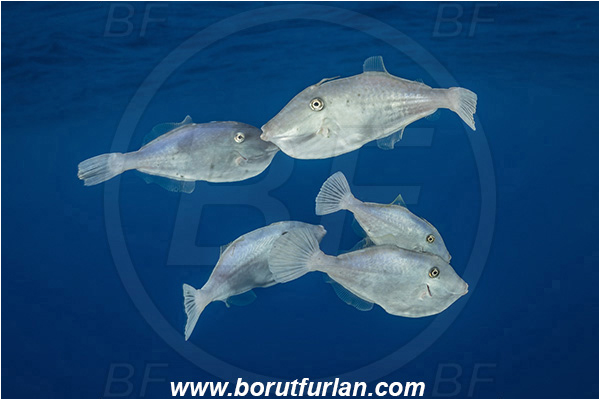 Ponta do Ouro, Mozambique, Indian ocean, Aluterus monoceros, Aluterus, Monacanthidae, Unicorn leatherjacket, Unicorn filefish, Filefish, Fish, Fish school, Juvenile