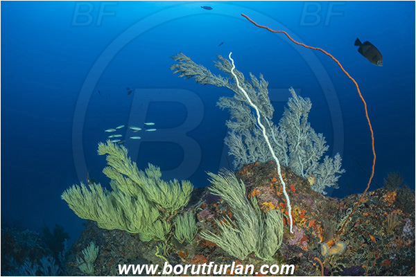 Ponta do Ouro, Mozambique, Indian ocean, Antipathes sp., Antipathes, Antipathidae, Black coral, Coral, Anthozoa, Cnidaria, Cnidarian, Reef
