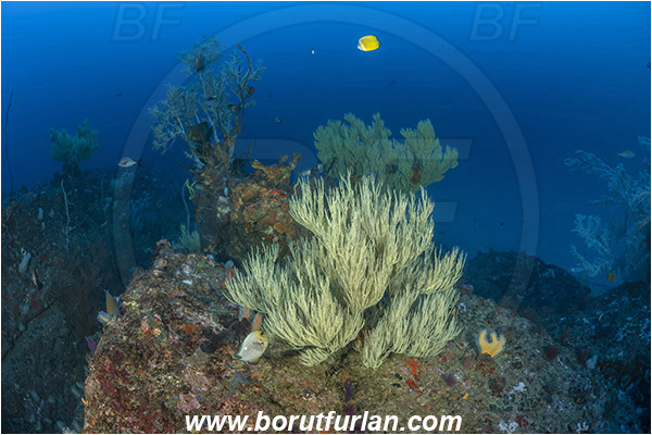 Ponta do Ouro, Mozambique, Indian ocean, Antipathes sp., Antipathes, Antipathidae, Black coral, Coral, Anthozoa, Cnidaria, Cnidarian, Reef
