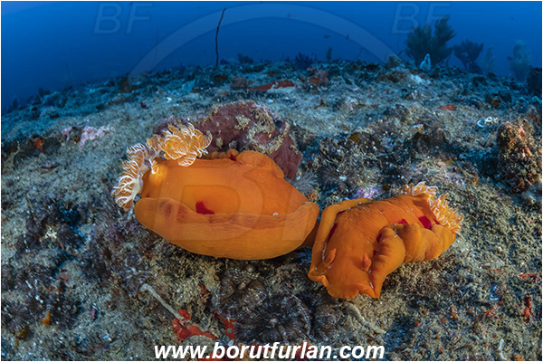 Ponta do Ouro, Mozambique, Indian ocean, Hexabranchus sanguineus, Hexabranchus, Spanish Dancer, Nudibranch, Sea slug, Hexabranchidae, Gastropoda, Mollusca, Mollusc, Reef, Mating