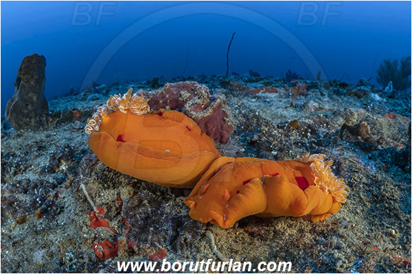 Ponta do Ouro, Mozambique, Indian ocean, Hexabranchus sanguineus, Hexabranchus, Spanish Dancer, Nudibranch, Sea slug, Hexabranchidae, Gastropoda, Mollusca, Mollusc, Reef, Mating